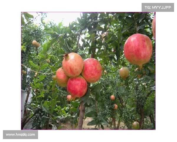 高地红石榴种植八大要点掌握,提升产量和果质的关键技巧 高地红石榴种植八大要点掌握,提升产量和果质的关键技巧