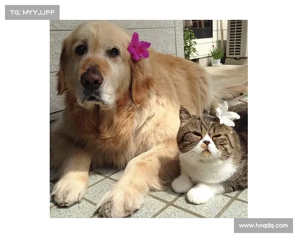 为什么维尔贝克被称为黑贝深度分析其背后的含义与原因